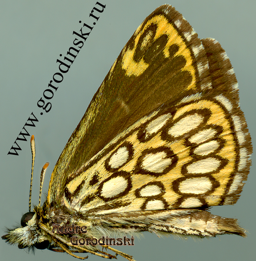 http://www.gorodinski.ru/hesperidae/Heteropterus morpheus coreana.jpg